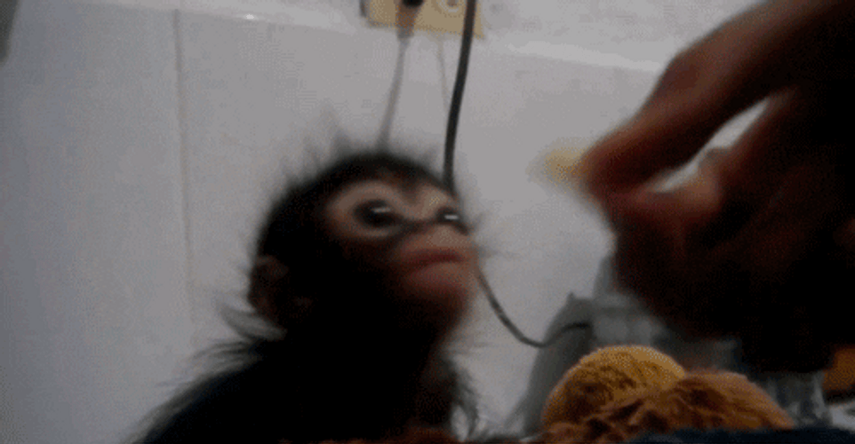 Rizz Spider Monkey Getting Fed GIF