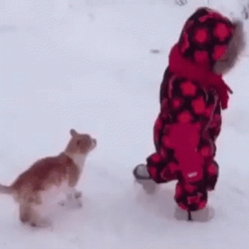 Rko Outta Nowhere Knocked By Cat GIF