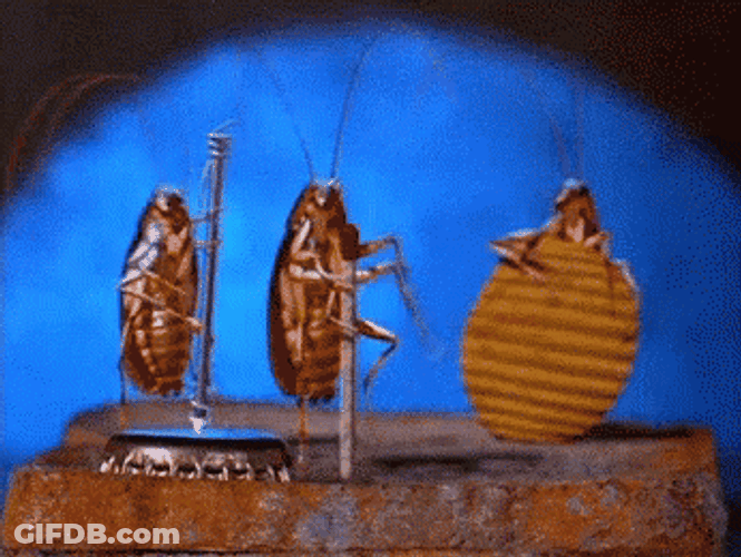 Roach Band GIF