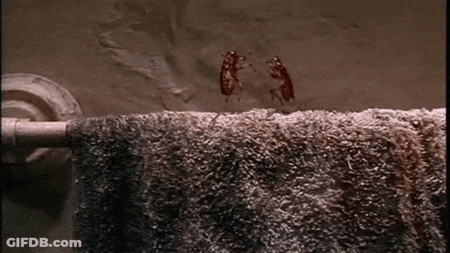 Roach Performance GIF