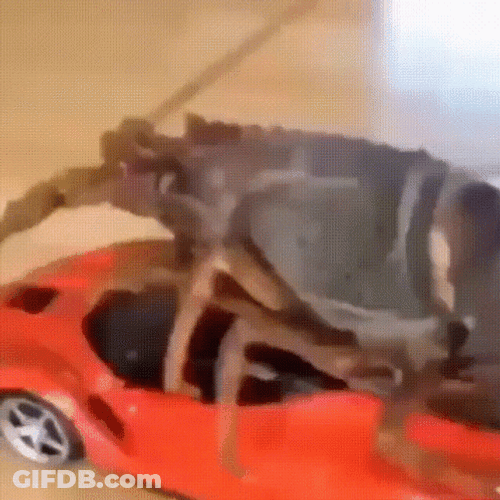 Roach Riding Toy Car GIF