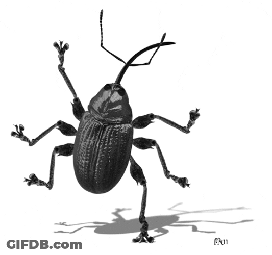 Roaches Dancing Tip Toe GIF