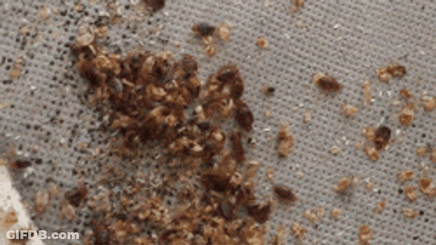 Roaches Fest On Leftover Food GIF