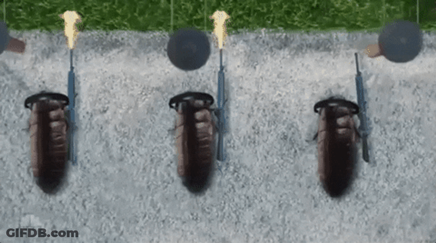 Roaches Firing Riffle Simultaneously GIF