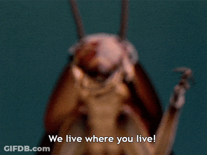 Roaches Live Where You Live GIF