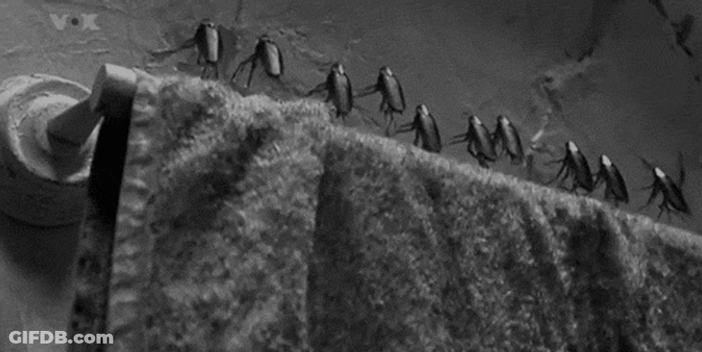 Roaches Walked Dropping Towel GIF