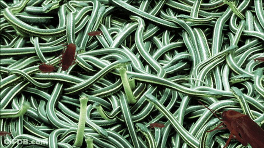 Roaches With Green Live Snakes GIF