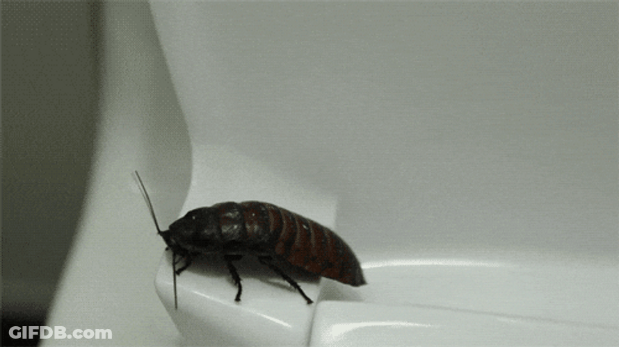 Roaches Without Wings Roaming Around GIF