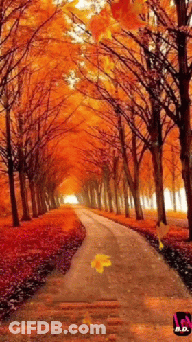 Road Lined With Trees And Leaves GIF