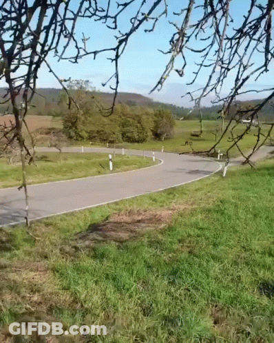 Road Through Grassy Field With Trees On Both Sides GIF