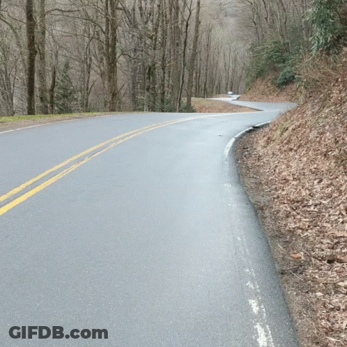 Road Through Woods With Trees On Both Sides GIF
