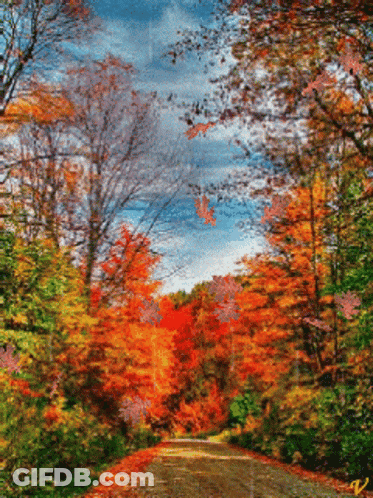 Road With Autumn Leaves And Trees GIF
