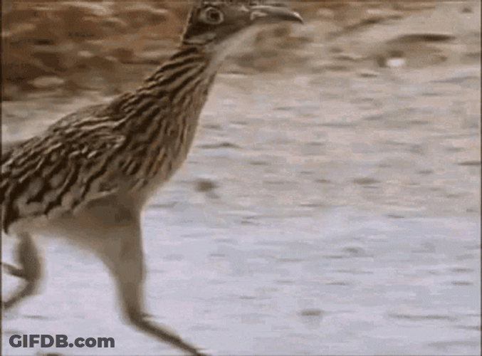 Roadrunner Running Fast GIF