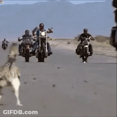 Roadrunner Running Motorcycles GIF