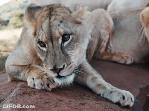 Roar Dean Schneider GIF