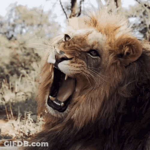 Roar Lion Looks GIF