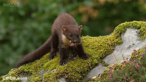 Robert E. Voller Photo Of Squirrel Eating Flower GIF