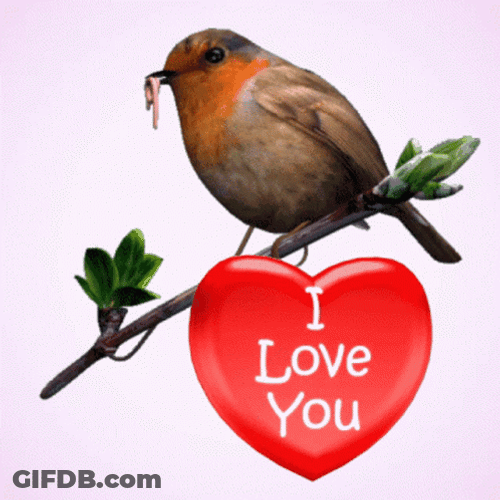 Robin GIF