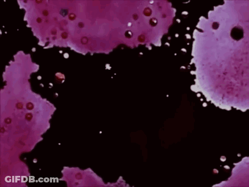 Robin Fusee Is Written In Red Letters On A Purple Background GIF