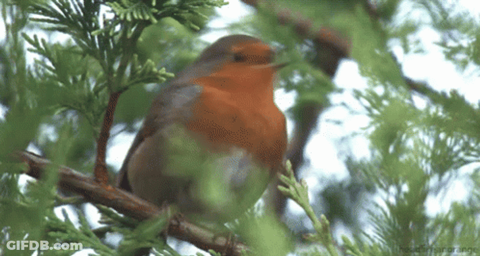 Robin GIF