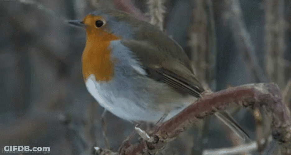 Robin GIF