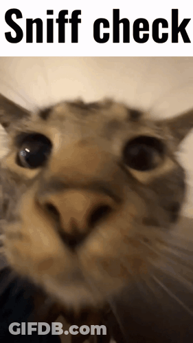 Robot In Digi 995 Sweater Eating Pizza GIF