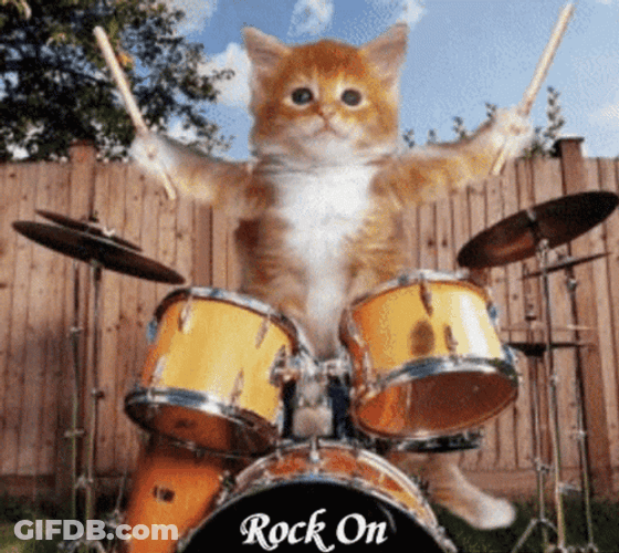 Rock On Drummer Big Cat GIF