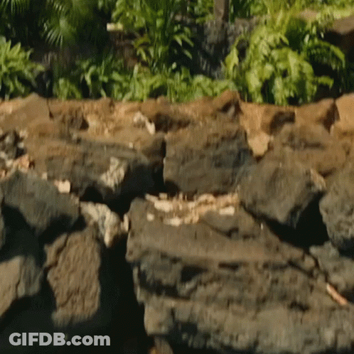 Rocks Surrounded By Trees And Plants GIF
