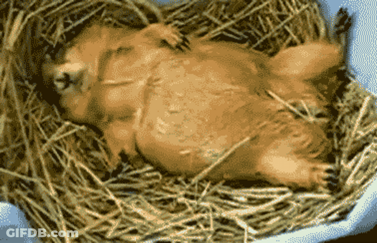 Rodents Fall Asleep GIF