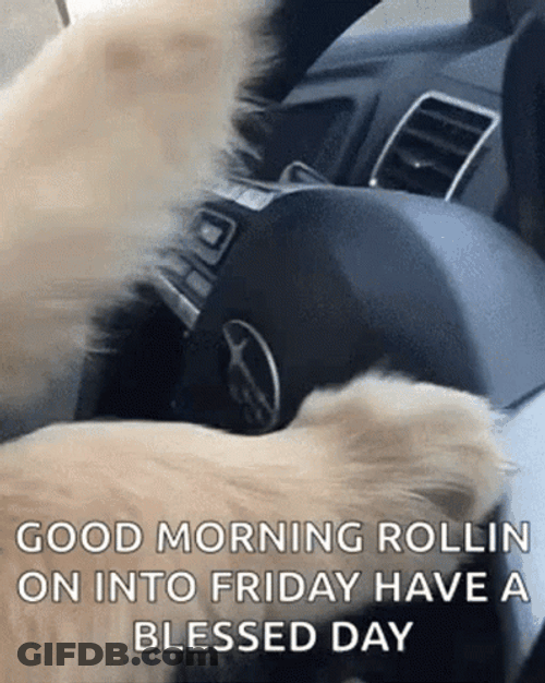 Rollin Into Friday Funny Driving Dog GIF