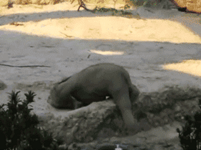 Rolling Baby Elephant GIF