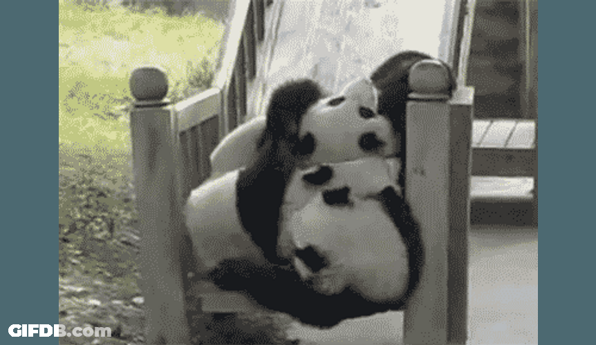 Rolling Baby Panda Playing GIF