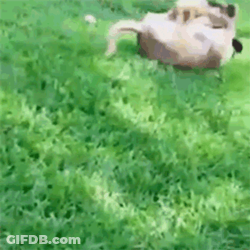 Rolling Dog Playing Slipper GIF
