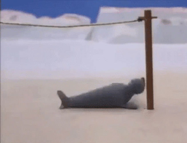 Rolling On The Floor Laughing Whale GIF