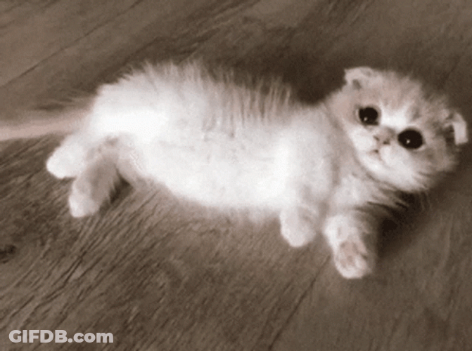 Rolling On The Floor GIF