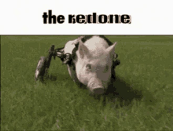 Rolling Pig Wheels Yiff GIF