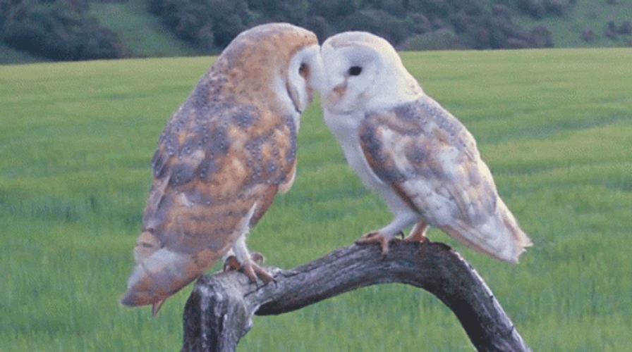 Romantic Owl Kiss GIF