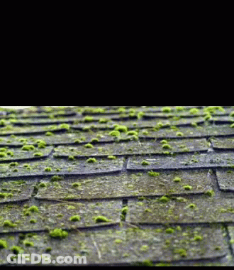 Roof With Moss GIF