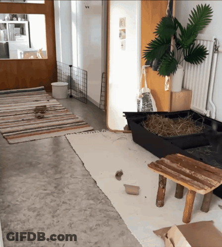 Room With Plant And Hay Container GIF