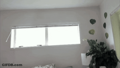 Room With Plant And Open Window Blinds GIF