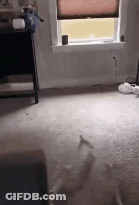 Room With Window And White Carpet GIF