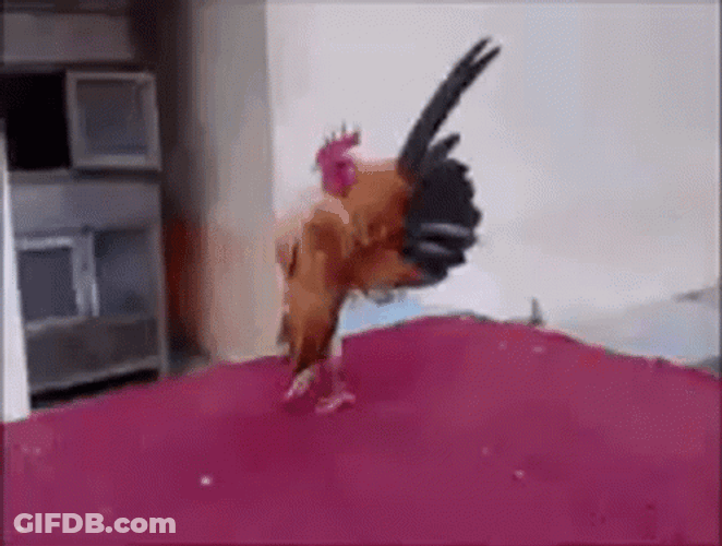 Rooster GIF