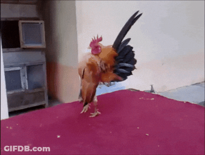 Rooster Crowing And Flapping Wings GIF