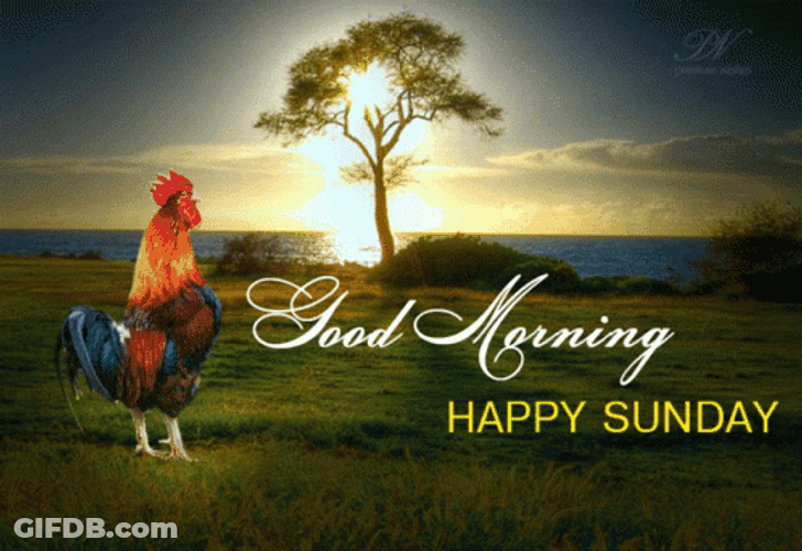 Rooster Crowing And Singing Happy Sunday GIF