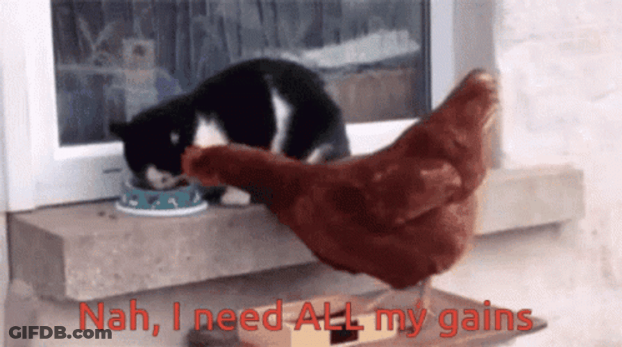 Rooster Crowing Got Beaten By Cat GIF