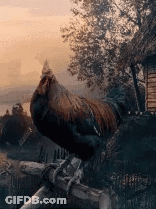 Rooster Crowing In Farm Early Morning GIF