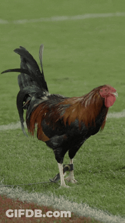 Rooster Crowing In The Football Field GIF