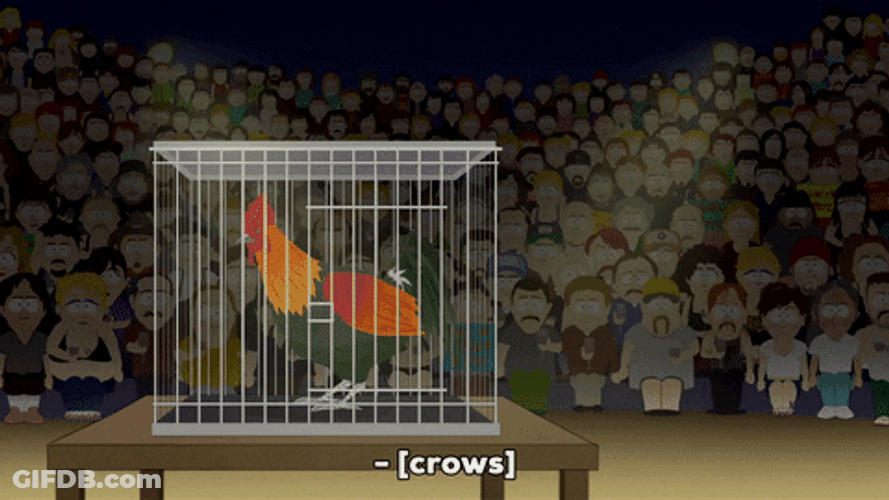 Rooster Crowing Inside Cage Infront Of Lots Of People GIF