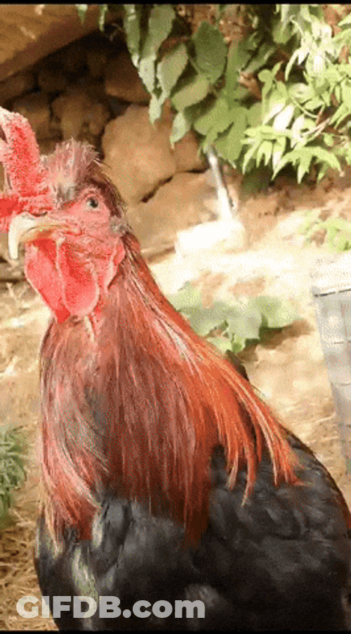 Rooster Crowing Loudly In Mountain GIF