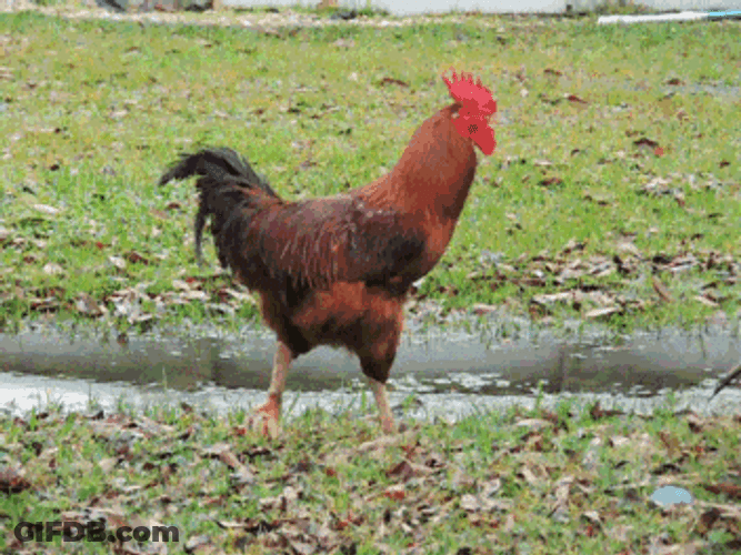 Rooster Crowing Slow Motion Walking GIF
